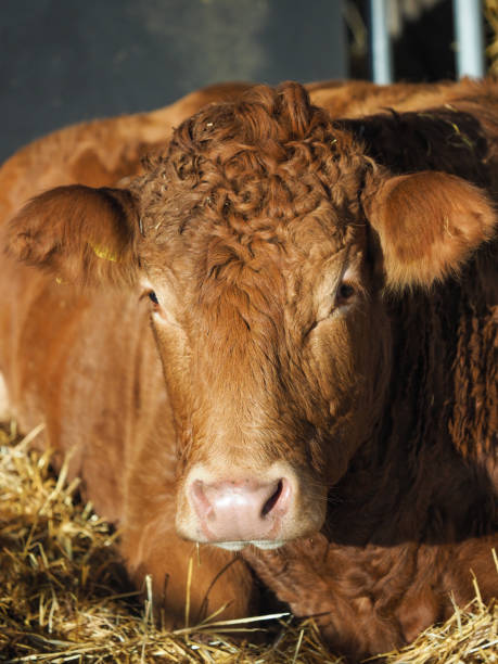 istock Commercial Cow Head Shot 1289388695