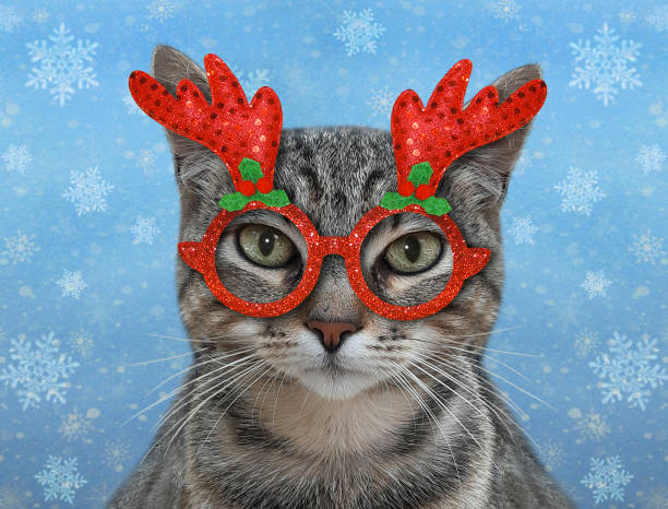 Cat gray in holiday glasses