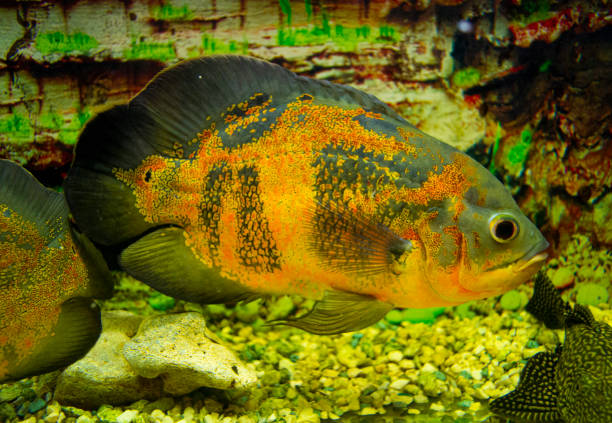 istock Astronotus ocellatus. Oscar fish (Astronotus ocellatus) swimming underwater 1289390149