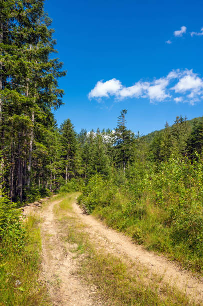 istock Beautiful summer landscape. Road in the forest between pines trees. 1289391654