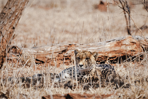 Female cheetah and her cups sitting under a acacia tree in the mid day sun