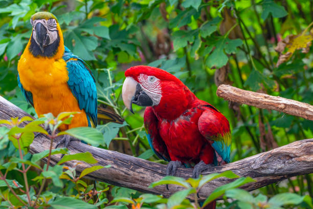 สีแดงเข้มมาคอว์, araมาเก๊า - scarlet macaw ภาพสต็อก ภาพถ่ายและรูปภาพปลอดค่าลิขสิทธิ์