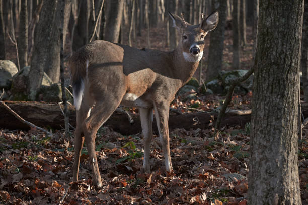 istock Young buck in woods 1289396751