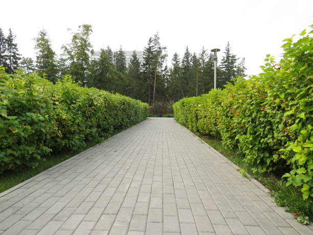 istock A Park path paved with paving slabs along a thicket of lawn shrubs 1289397131