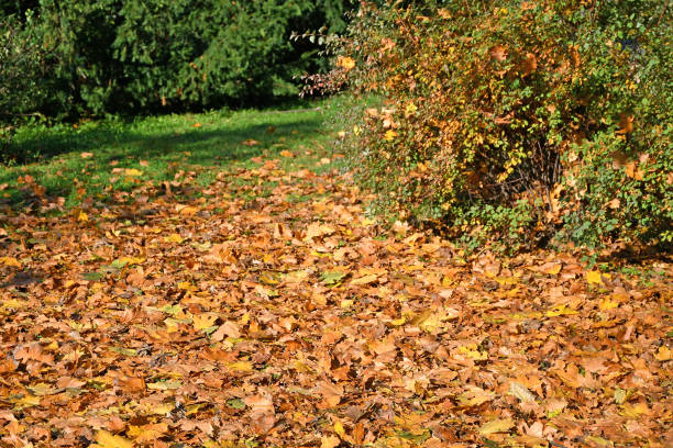 istock Fallen leaves in the woods autumn time 1289398648