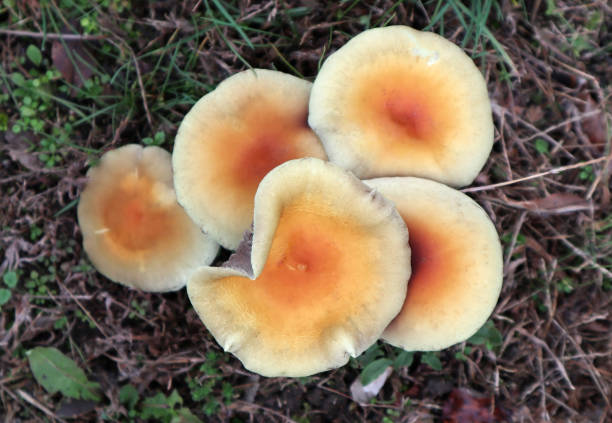 Mushroom in the woods in autumn time