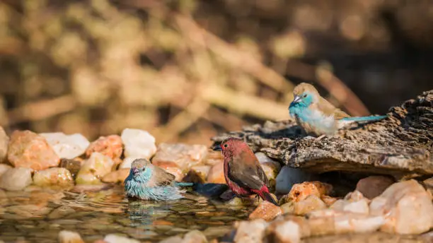 Jameson Firefinch and Blue-breasted Cordonbleu bathing in waterhole in Kruger National park, South Africa ; Specie Lagonosticta rhodopareia and Uraeginthus angolensis family of Estrildidae