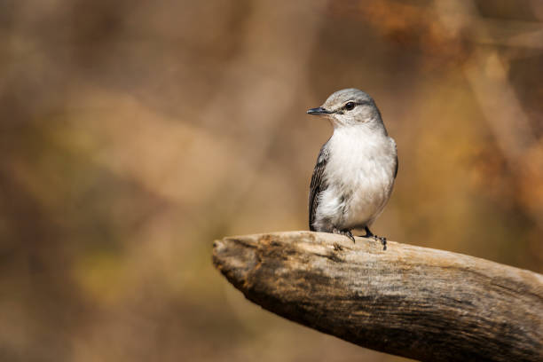 istock Ashy Flycatcher in Kruger National park, South Africa 1289401444