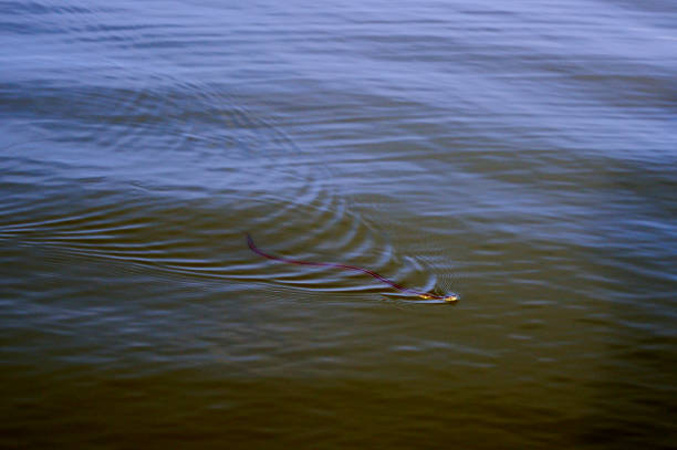 istock Aquatic snake swimming in the lagoon. 1289401726
