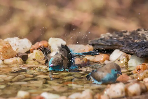 Two Blue-breasted Cordonbleu bathing in waterhole in Kruger National park, South Africa ; Specie Uraeginthus angolensis family of Estrildidae