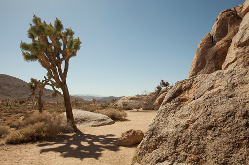 view of the rocks and trees in Joshua tree national park