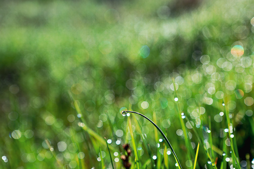morning dew drops on young grass