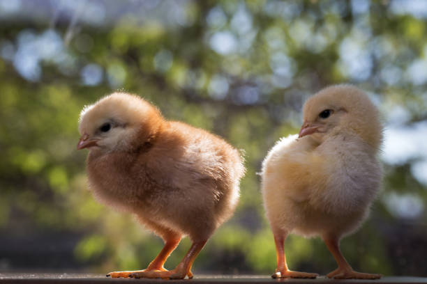 istock two small chicken on a green background close-up 1289403445