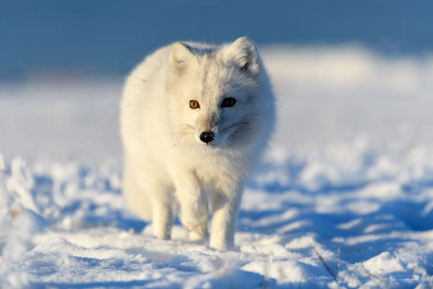 Arctic fox in winter time in Siberian tundra close up. stock photo
