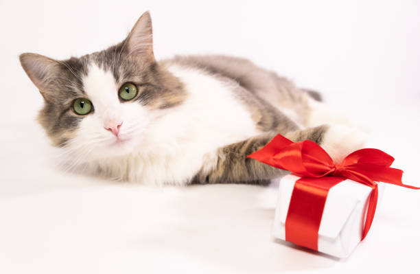 istock Cat with a gift on a white background with place for text. Marry Christmas, Valentine's Day is sweet and romantic. 1289403707