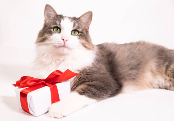 istock Cat with a gift on a white background with place for text. Marry Christmas, Valentine's Day is sweet and romantic. 1289403730