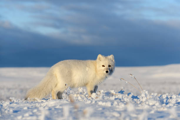 istock Arctic fox in winter time in Siberian tundra 1289403737