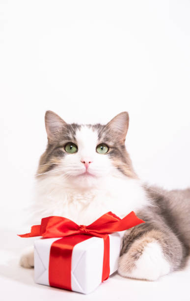 istock Cat with a gift on a white background with place for text. Merry Christmas, Valentine's Day is sweet and romantic. vertical photo 1289403744