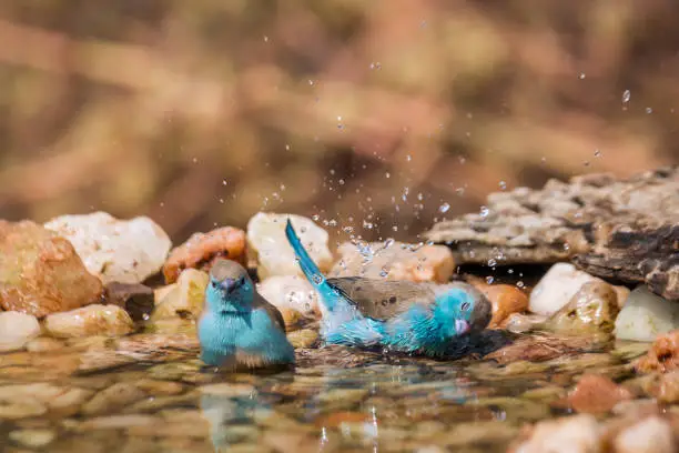 Two Blue-breasted Cordonbleu bathing in waterhole in Kruger National park, South Africa ; Specie Uraeginthus angolensis family of Estrildidae