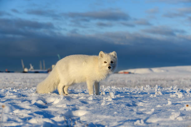 istock Arctic fox in winter time in Siberian tundra 1289404723