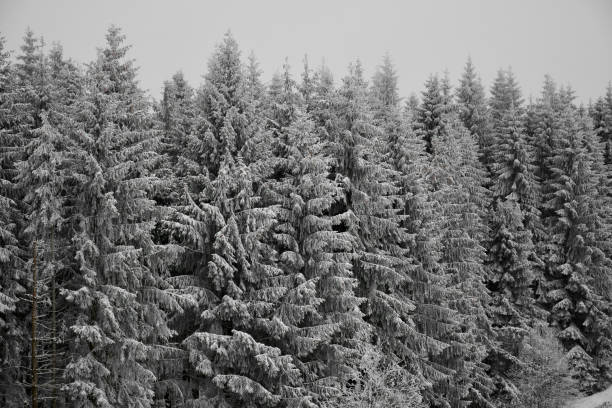 istock snow covers the entire forest in the Italian Dolomites 1289406106