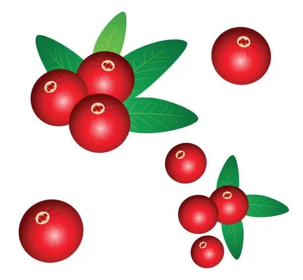 Vector illustration of Cranberry