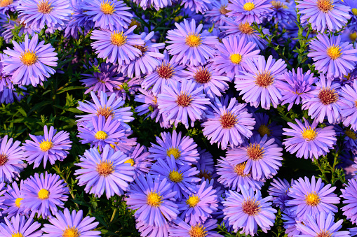 Blue daisy flowers