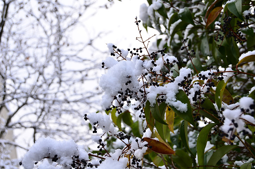 Oleander and seeds under snow in winter.