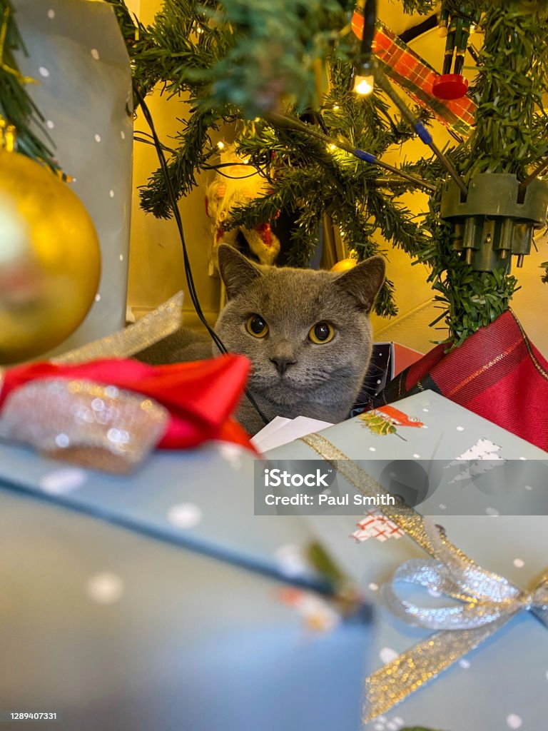 A Kitten is not just for Christmas Kitten under the tree Animal Stock Photo