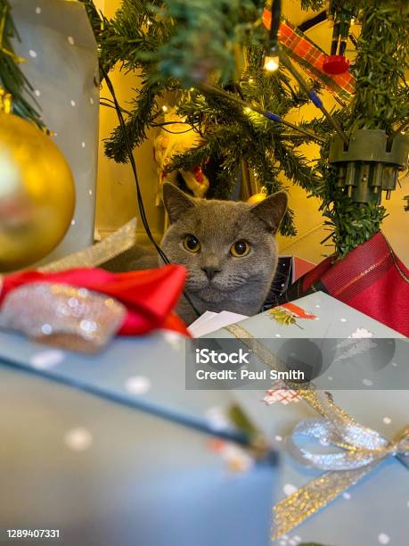A Kitten Is Not Just For Christmas Stock Photo - Download Image Now - Animal, Beauty, Christmas