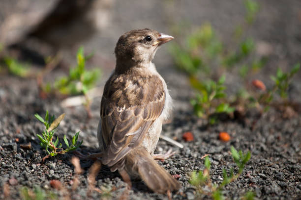 istock The chick of the brown sparrow sits on his tail 1289407458