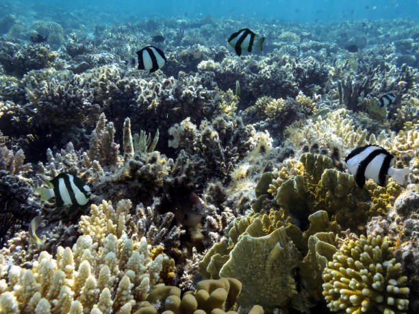 istock Vivid coral reef and tropical fish 1289407648