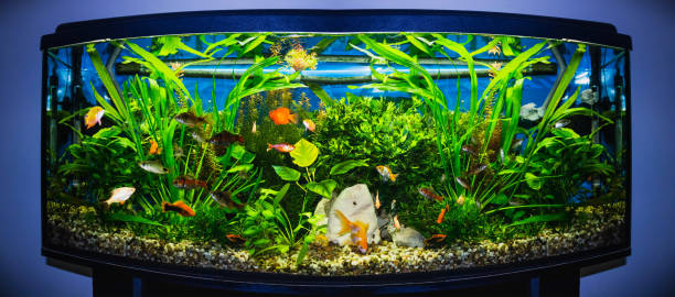 fermez-vous vers le haut du réservoir d’aquarium plein de poissons - hobbies freshwater fish underwater panoramic photos et images de collection