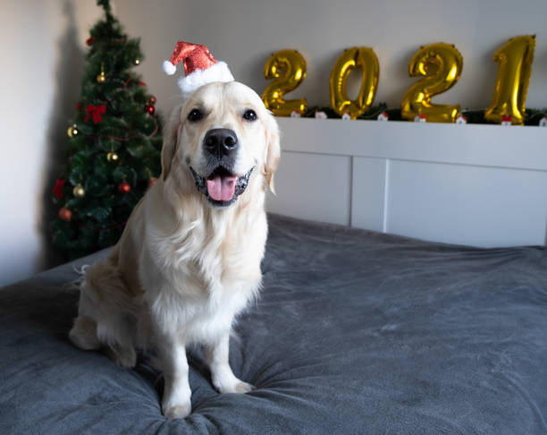 istock golden retriever posing in christmas atmosphere 1289411580