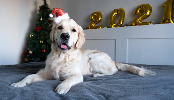istock golden retriever posing in christmas atmosphere 1289411606