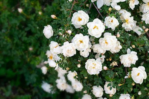 Wild rose, Rosa canina, dog rose white flowers bush close up