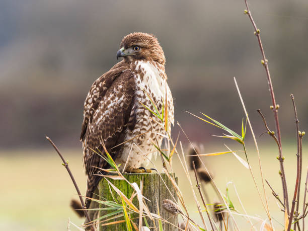 Free Stock Photo of Hawk perched on a branch with blurred green ...