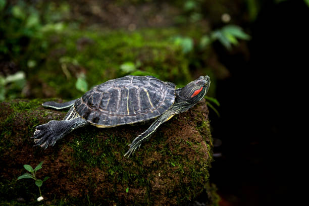 istock red eared turtle resting on mossy rock in nature 1289416077