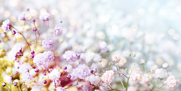 istock macro flowers of gypsophila blurred spring background with bokeh 1289417241