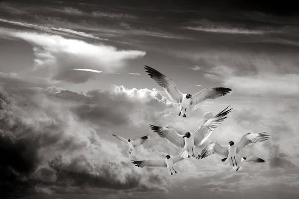 istock Group of flying seagulls over stormy sky with dark clouds 1289418978