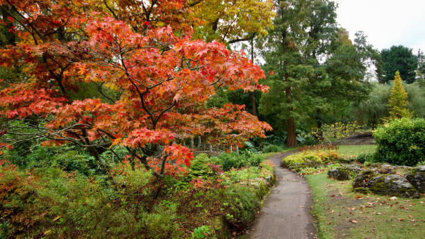 istock Garden  in Autumn 1289420412