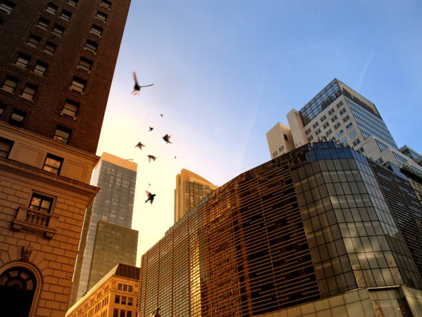 istock Manhattan skyscrapers and flying birds 1289423325