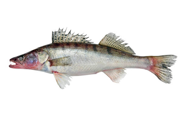 istock Azov Pike perch fish isolated on a white. 1289424232