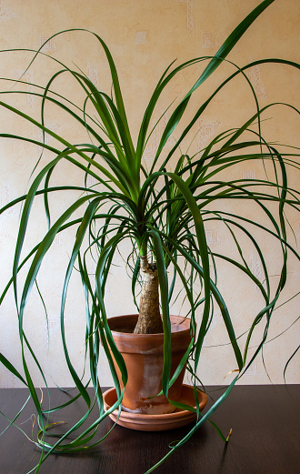 Indoor Beaucarnea palm in a terracotta pot isolated on light background