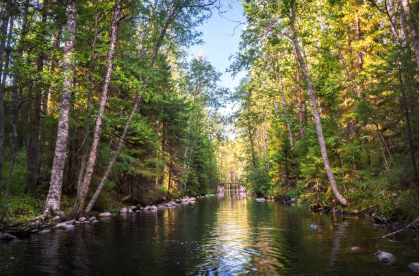 A channel with water among the northern forest between lakes with stones along the banks of the Solovetsky Islands