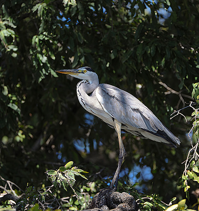 Great Blue Heron (Ardea herodias) in Lagoon Brush