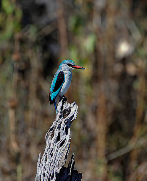istock woodland Kingfisher 1289426951
