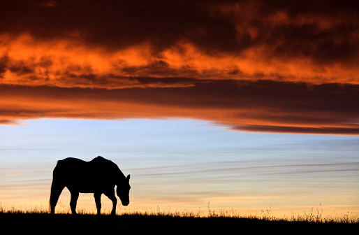 A silhouette of a horse with a windmill against a beautiful sunset sky. Prairie or rural scenic image taken in southern Alberta, Canada on the plains. This region is famous for its incredible chinook clouds that form over the Rockies. Image taken southwest of Calgary.