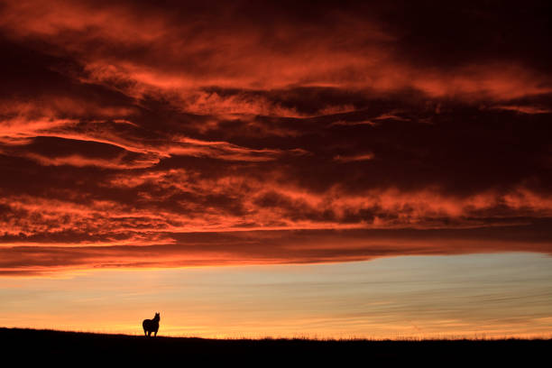 A silhouette of a horse with a windmill against a beautiful sunset sky. Prairie or rural scenic image taken in southern Alberta, Canada on the plains. This region is famous for its incredible chinook clouds that form over the Rockies. Image taken southwest of Calgary.