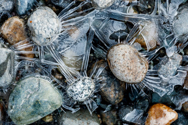 knospender Zweig im Winter umhüllt von Eis